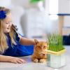 3-Piece Cat Grass Tray - Hydroponic Planter for Cat Grass view 2