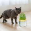 3-Piece Cat Grass Tray - Hydroponic Planter for Cat Grass view 4