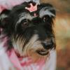 INOOMP 10-Pack Elastic Hair Ties with Crown Design for Pets view 4