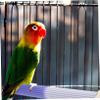 Yardwe Bird Perch - Non-Slip and Safe for Parakeets and Parrots view 4