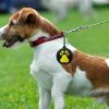Dog Toy Ball Holder - Silicone Dog Ball Bag view 2