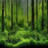 LIYJTK PVC Adhesive Underwater Forest Background view 2