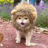 Lion Mane for Cats view 2
