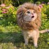 Lion Mane for Cats view 3