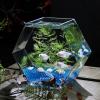 Hexagonal Glass Aquarium, Transparent Tabletop Aquarium for Betta Fish and Goldfish (Size: S) view 4