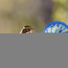 Budgie Feeding Station view 4
