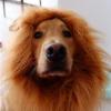 Dog Costume, Dog Headpiece | Washable Pet Dog Costume, Comfortable Air Dog Head Cover for Cosplay, Holiday Photoshoots, Party Events view 2