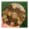 RVBLRDSE Solidification Bead for Natural Ammonia-Fossilized Stone Slab Shell Crystal Specimen view 4
