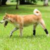 RC GearPro 2-Pack Dog Rear-Leg Joint Brace, Hock Support and Compression Wrap (S) view 4
