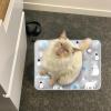 Self-Cooling Mat for Dogs view 3