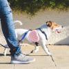 Maciun Dog Training Bag | Silicone Treat Pouch for Small and Medium Pets view 3