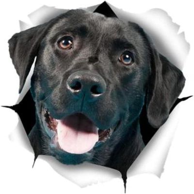 CRAFTIOS Car Stickers and Decals, 15 cm, 3D Cute Black Labrador Sticker, Dog Car Sticker for Wall, Car, Bathroom, Room, Luggage, Skateboard and Laptop, 2-Piece