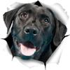 CRAFTIOS Car Stickers and Decals, 15 cm, 3D Cute Black Labrador Sticker, Dog Car Sticker for Wall, Car, Bathroom, Room, Luggage, Skateboard and Laptop, 2-Piece view 1
