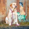 Elegant-Style Retriever/Moxon Dog Leash with Collar Function, 10 mm view 3