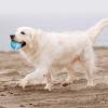 HEEPDD Interactive Automatic Rolling Dog Ball Toy view 2