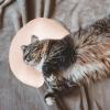 Calming Pillow for Cats view 2