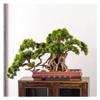 Artificial Bonsai Tree, Simulated Welcome Pine, Indoor Potted Plant, Size B view 1