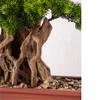 Artificial Bonsai Tree, Simulated Welcome Pine, Indoor Potted Plant, Size B view 4