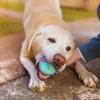 Coogime 2-Pack Natural Rubber Dog Ball view 3