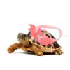 Happyyami Adjustable Turtle Leash view 3