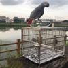 WYRMB Stainless Steel Bird Cage for Parrots, Portable, with Metal Handle, Silver, 36 x 28 x 40 cm view 2