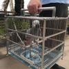 WYRMB Stainless Steel Bird Cage for Parrots, Portable, with Metal Handle, Silver, 36 x 28 x 40 cm view 3
