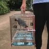 WYRMB Stainless Steel Bird Cage for Parrots, Portable, with Metal Handle, Silver, 36 x 28 x 40 cm view 4