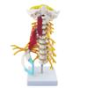 Teaching Model, 1:1 Human Cervical Spine Model, Hand-Drawn, Realistic Design view 1