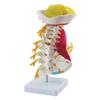 Teaching Model, 1:1 Human Cervical Spine Model, Hand-Drawn, Realistic Design view 2