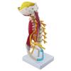 Teaching Model, 1:1 Human Cervical Spine Model, Hand-Drawn, Realistic Design view 3