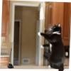 Milisten Interactive Cat Toy Set with Suction Cup and Feather Teaser, 1 Set view 4