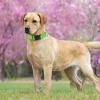 Adjustable Nylon Dog Collar view 3