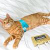 ERSDM Pet Scanner and Health Analyzer for Cats and Dogs view 4