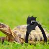 Fukamou Small Turtle Leash - Lizard Lead Rope view 2