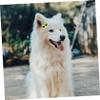 ORFOFE Pet Hairpins Sunglasses Shape 10 Pcs view 4