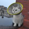 Adjustable Cat Collar view 2