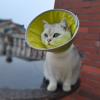 Adjustable Cat Collar view 3