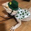 Adjustable Bearded Dragon Costume with Cape view 3