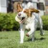 Bouncing Dog Ball for Aggressive Chewers view 2