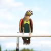 Hohopeti Adjustable Bird Diaper for Small Birds view 2