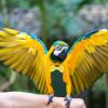 Hohopeti Adjustable Bird Diaper for Small Birds view 4