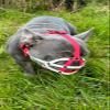 Biothane Muzzle for Dogs | Training & Behavior | Strong, Waterproof Design | Frenchie & Similar Breeds | Handmade, Durable (Neon Pink, BF0) view 3