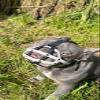 Biothane Muzzle for Dogs | Training & Behavior | Durable, Waterproof Design | Handmade (Black, BF0) view 3