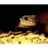 BGFYUSF Pyramid Hide, Corner Habitat Decor for Amphibians, Reptiles, Lizards, Snakes & Turtles, 9.5 x 9.5 x 9.5 cm view 3