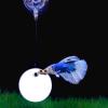 Mllepjdh Betta Training Fish for Aquariums, 5/6/7 cm, Floating Betta Toy view 3