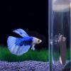 Mllepjdh Betta Training Fish for Aquariums, 5/6/7 cm, Floating Betta Toy view 4