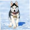 INOOMP 4-Pack Dog ID Tags view 4