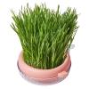 Monozoz Cat Grass Planter view 1