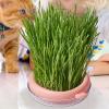 Monozoz Cat Grass Planter view 2