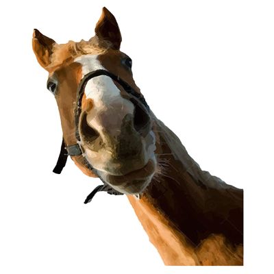 Realistic Horse Wall Decals – Wild Horse Peel-and-Stick Farm Window Stickers